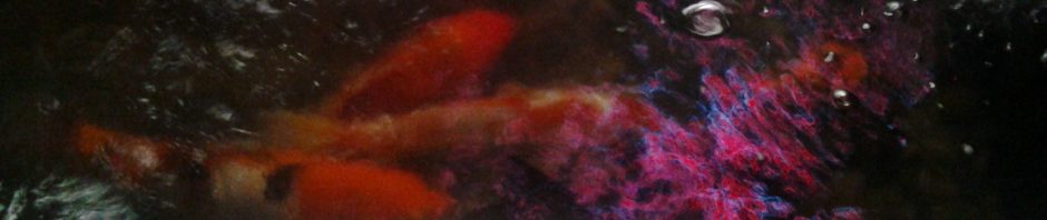 The Red Moon Journal